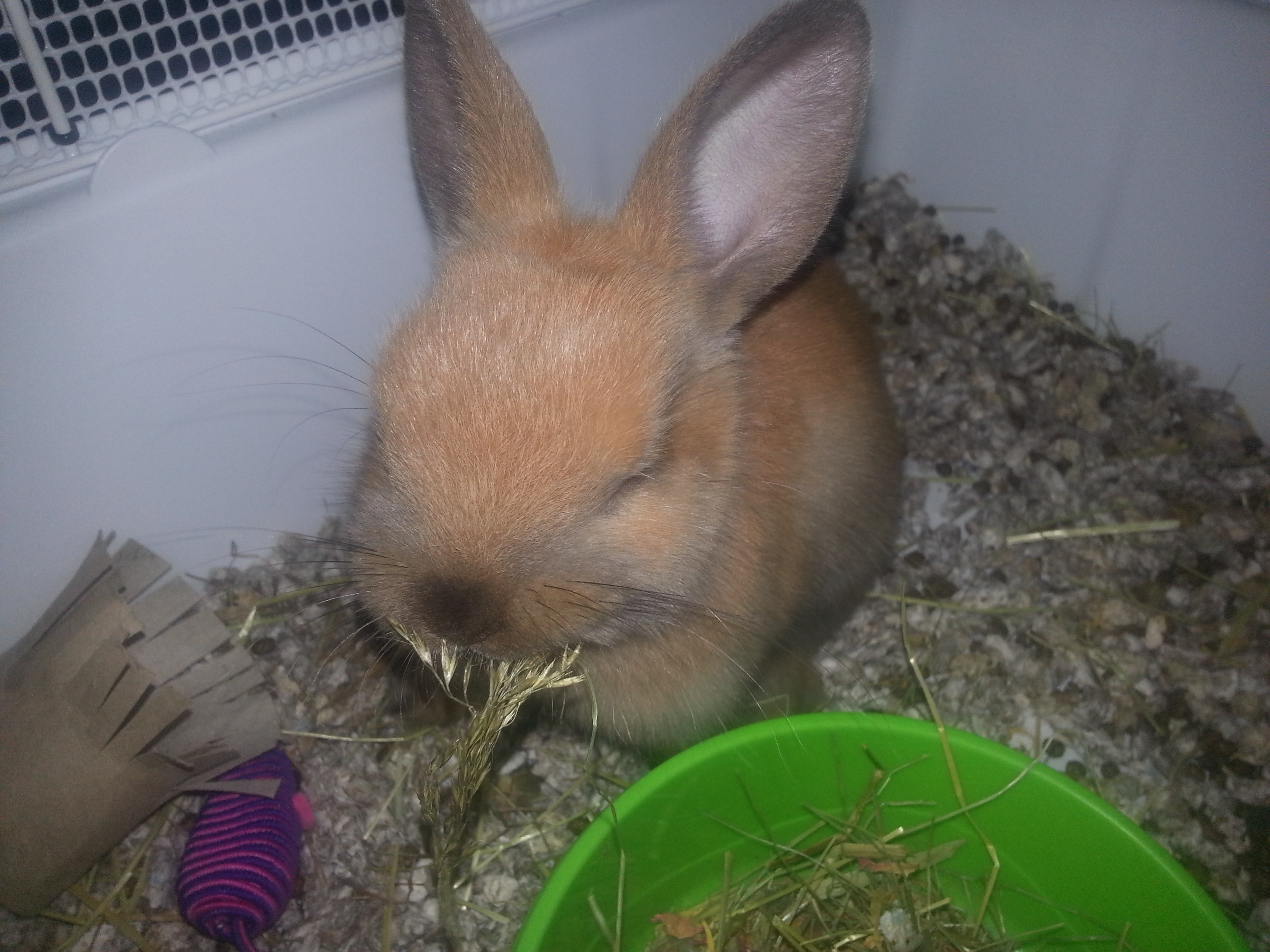 Conejo Toy comiendo