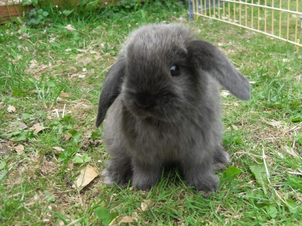 Mini Lop Bunny Conejo Belier enano