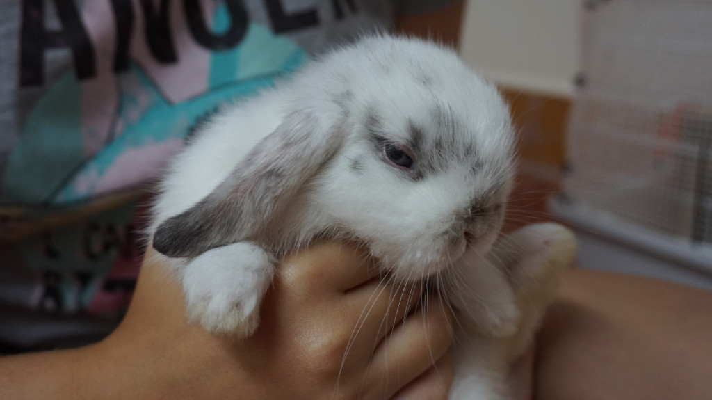 conejo-belier-bebe